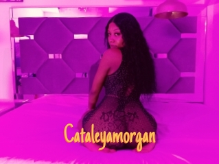 Cataleyamorgan