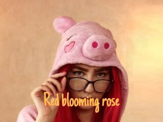 Red_blooming_rose